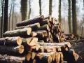 Un tas de frêne bois de chauffage empilé dans une forêt brumeuse, prêt pour l'hiver.