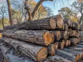 Gros troncs de bois d'acacia empilés, prêts pour le feu de camp. Leurs cernes révèlent leur âge.