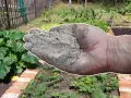 Main d'une personne tenant des cendres de pellets au-dessus d'un potager.