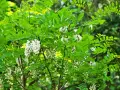 Arbre de robinier en fleurs, ses grappes blanches annoncent le bois de chauffage de demain.