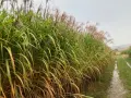 Champ de miscanthus aux plumes rosées, une ressource prometteuse pour le chauffage individuel, bordant un chemin rural humide.