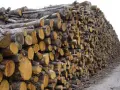 Gros tas de troncs de châtaignier coupés, prêts à être utilisés comme bois de chauffage.