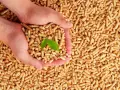 Mains tenant des granulés 100% résineux ou naturels, avec une jeune pousse verte symbolisant la croissance et la durabilité.