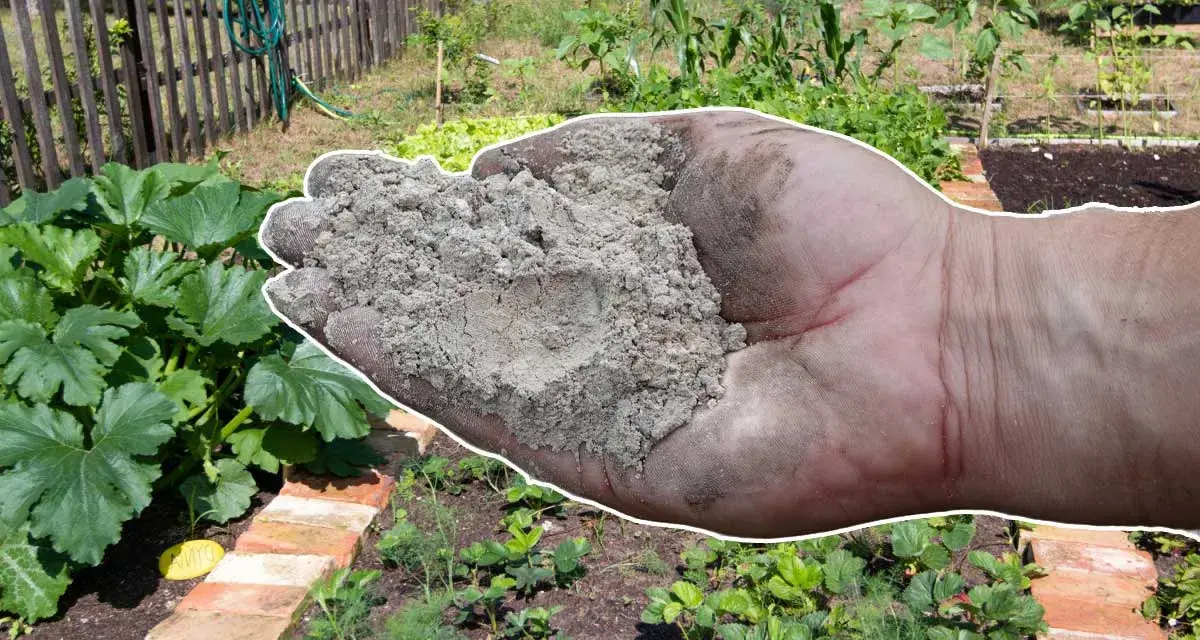 Main d'une personne tenant des cendres de pellets au-dessus d'un potager.