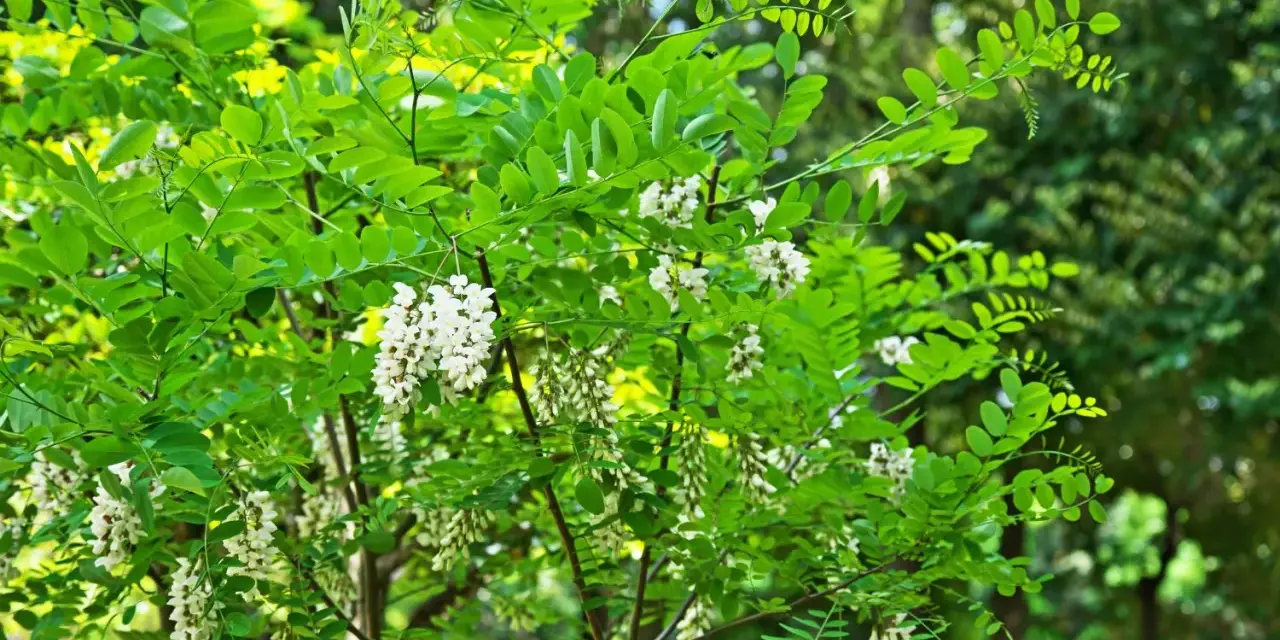 Arbre de robinier en fleurs, ses grappes blanches annoncent le bois de chauffage de demain.