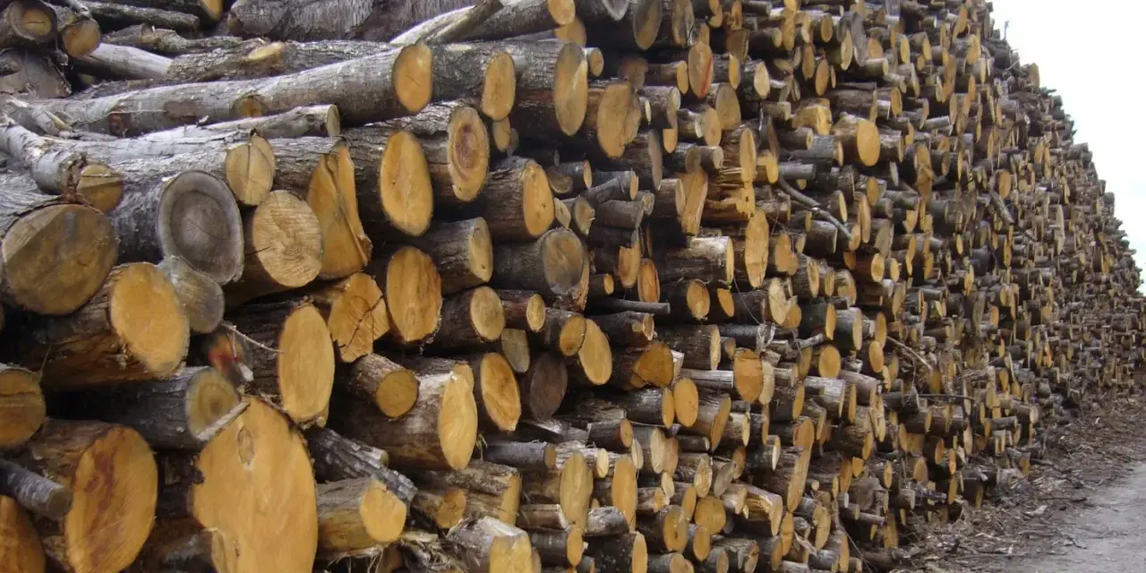 Gros tas de troncs de châtaignier coupés, prêts à être utilisés comme bois de chauffage.