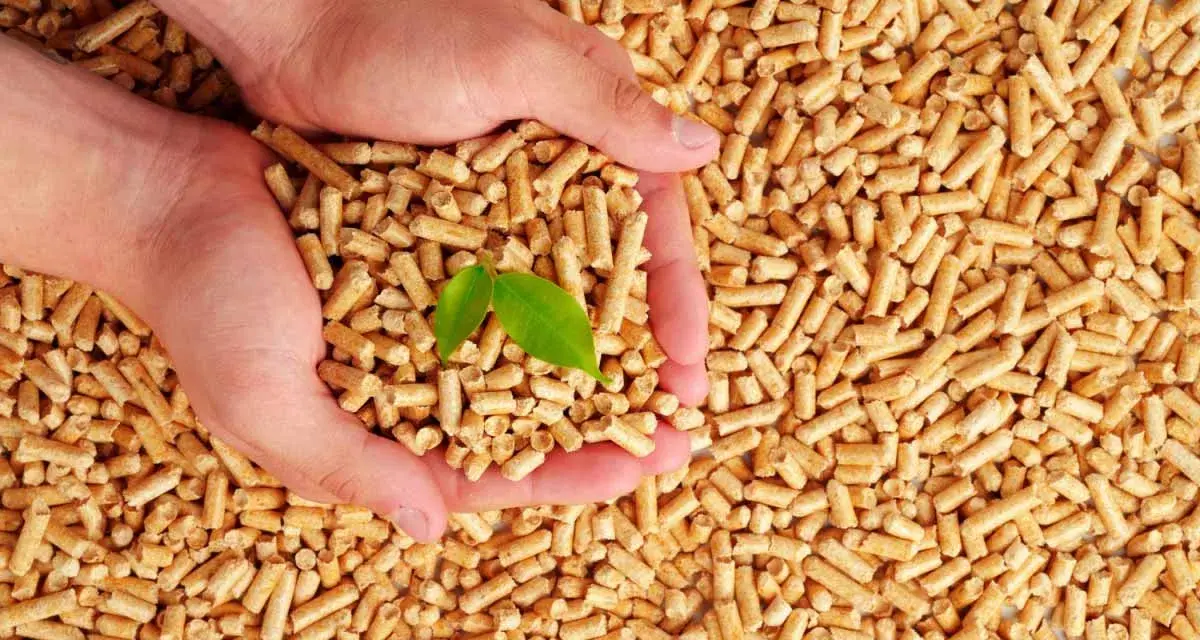 Mains tenant des granulés 100% résineux ou naturels, avec une jeune pousse verte symbolisant la croissance et la durabilité.