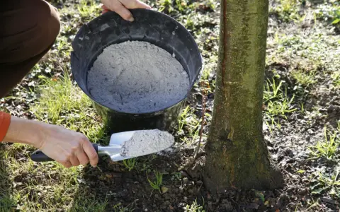 Utilisation de cendre de bois pour fertiliser le sol autour d'un jeune arbre. Une pelle est remplie de cendre provenant d'un seau.