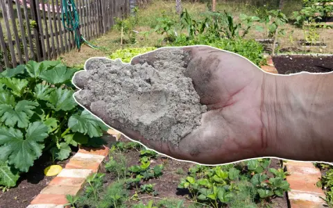 Main d'une personne tenant des cendres de pellets au-dessus d'un potager.