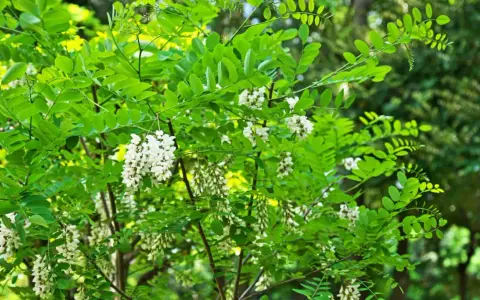 Arbre de robinier en fleurs, ses grappes blanches annoncent le bois de chauffage de demain.
