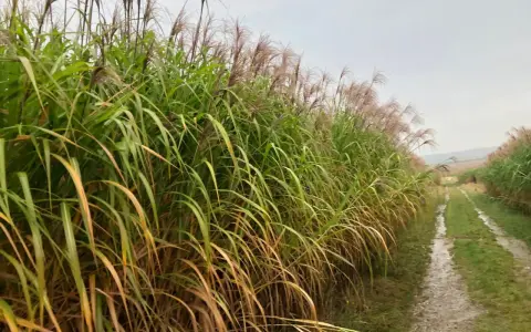 Champ de miscanthus aux plumes rosées, une ressource prometteuse pour le chauffage individuel, bordant un chemin rural humide.