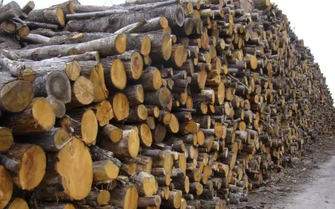 Gros tas de troncs de châtaignier coupés, prêts à être utilisés comme bois de chauffage.