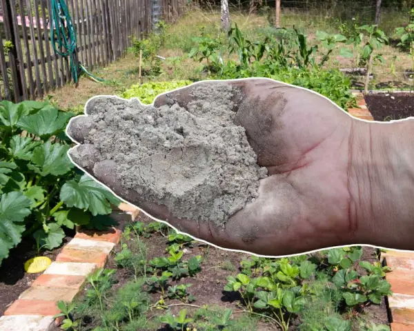Main d'une personne tenant des cendres de pellets au-dessus d'un potager.