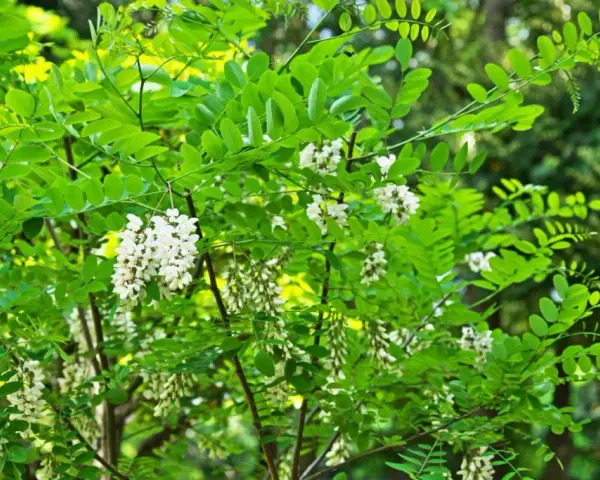 Arbre de robinier en fleurs, ses grappes blanches annoncent le bois de chauffage de demain.