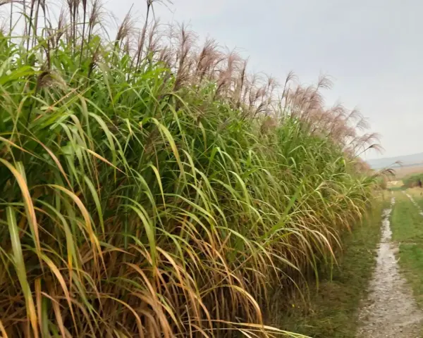 Champ de miscanthus aux plumes rosées, une ressource prometteuse pour le chauffage individuel, bordant un chemin rural humide.