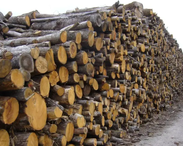 Gros tas de troncs de châtaignier coupés, prêts à être utilisés comme bois de chauffage.