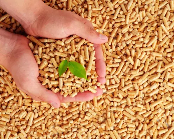 Mains tenant des granulés 100% résineux ou naturels, avec une jeune pousse verte symbolisant la croissance et la durabilité.