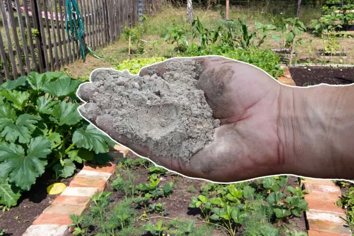 Main d'une personne tenant des cendres de pellets au-dessus d'un potager.