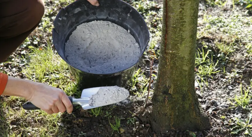 Utilisation de cendre de bois pour fertiliser le sol autour d'un jeune arbre. Une pelle est remplie de cendre provenant d'un seau.