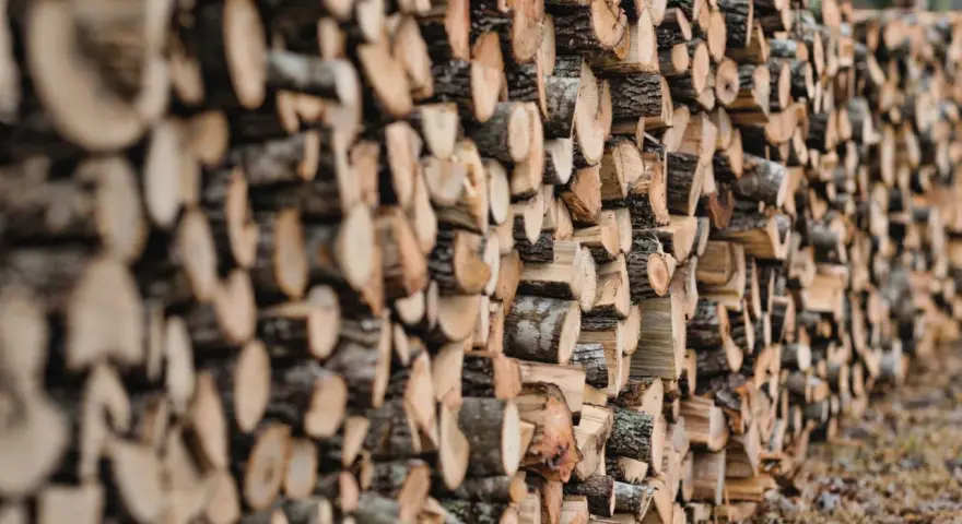 Un mur de bois de hêtre coupé, prêt pour le chauffage d'hiver. Les bûches sont empilées en rangées serrées, révélant leurs cernes et leur écorce rugueuse.
