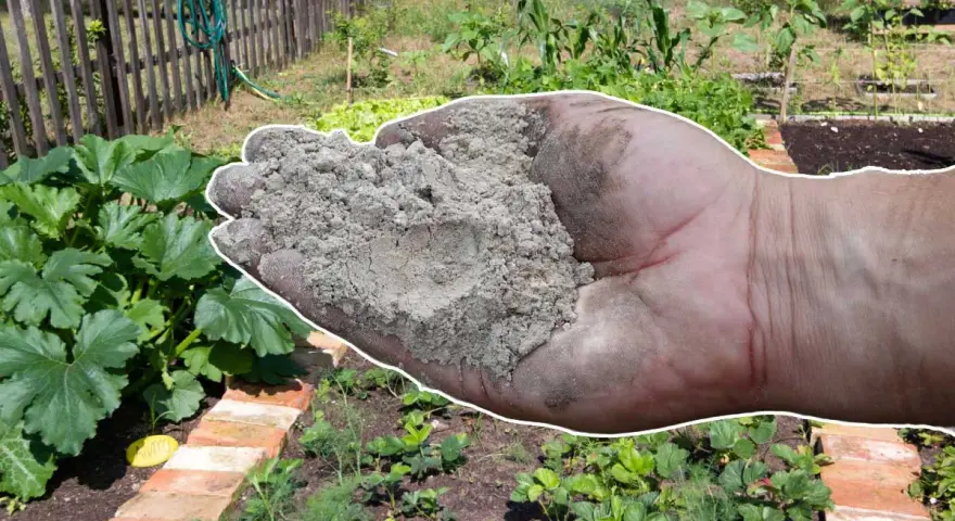 Main d'une personne tenant des cendres de pellets au-dessus d'un potager.