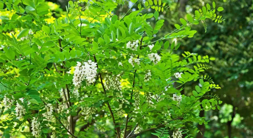 Arbre de robinier en fleurs, ses grappes blanches annoncent le bois de chauffage de demain.