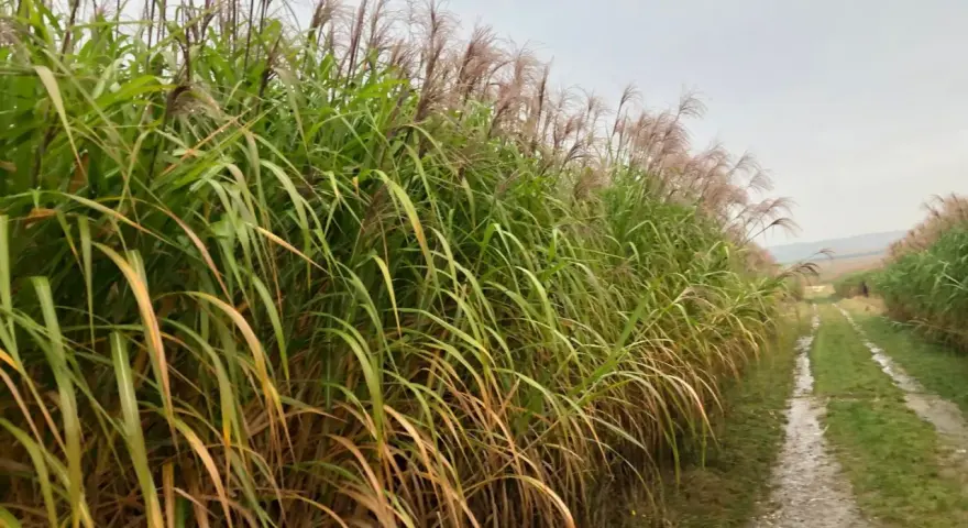 Champ de miscanthus aux plumes rosées, une ressource prometteuse pour le chauffage individuel, bordant un chemin rural humide.