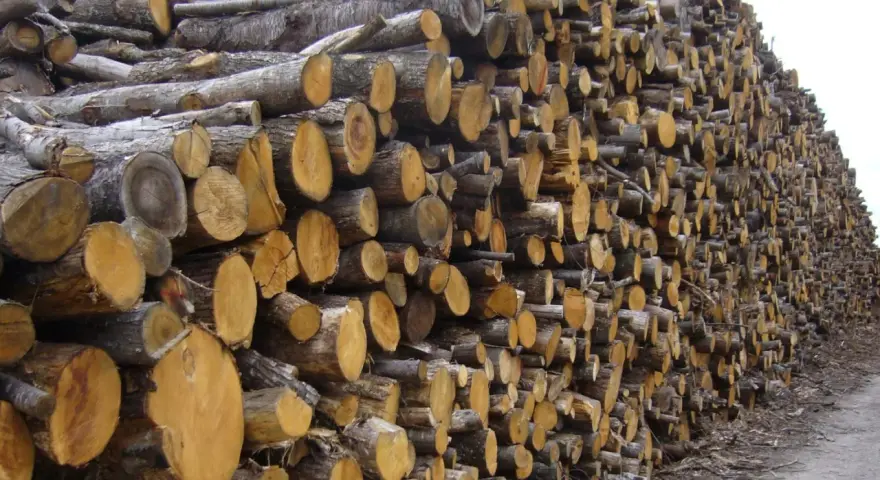Gros tas de troncs de châtaignier coupés, prêts à être utilisés comme bois de chauffage.
