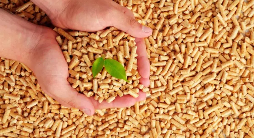 Mains tenant des granulés 100% résineux ou naturels, avec une jeune pousse verte symbolisant la croissance et la durabilité.