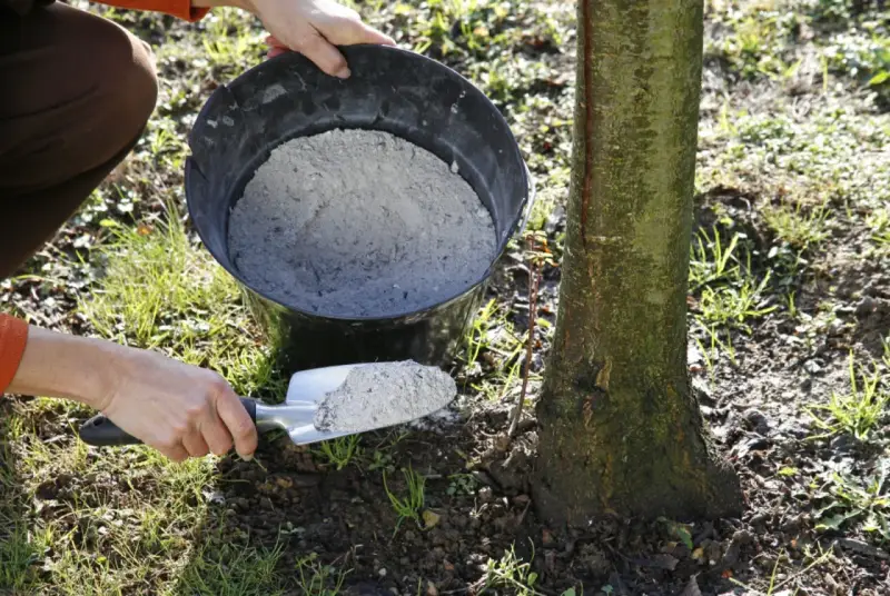Utilisation de cendre de bois pour fertiliser le sol autour d'un jeune arbre. Une pelle est remplie de cendre provenant d'un seau.